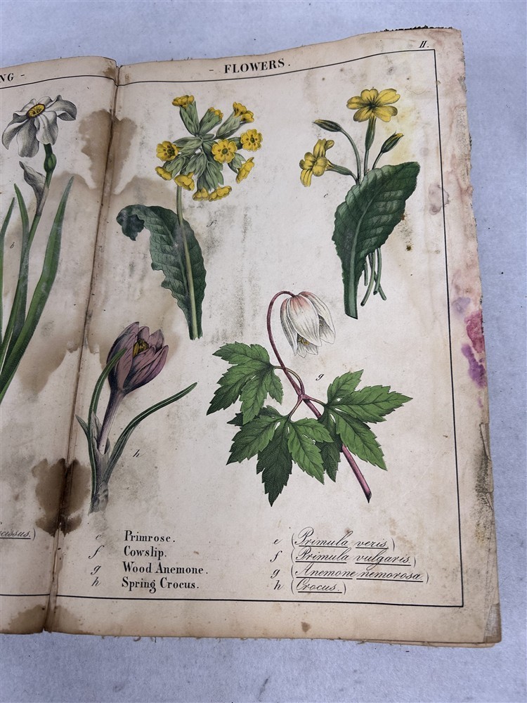 antique Instruction Picture Book illustrations from vegetable world 1857 rough