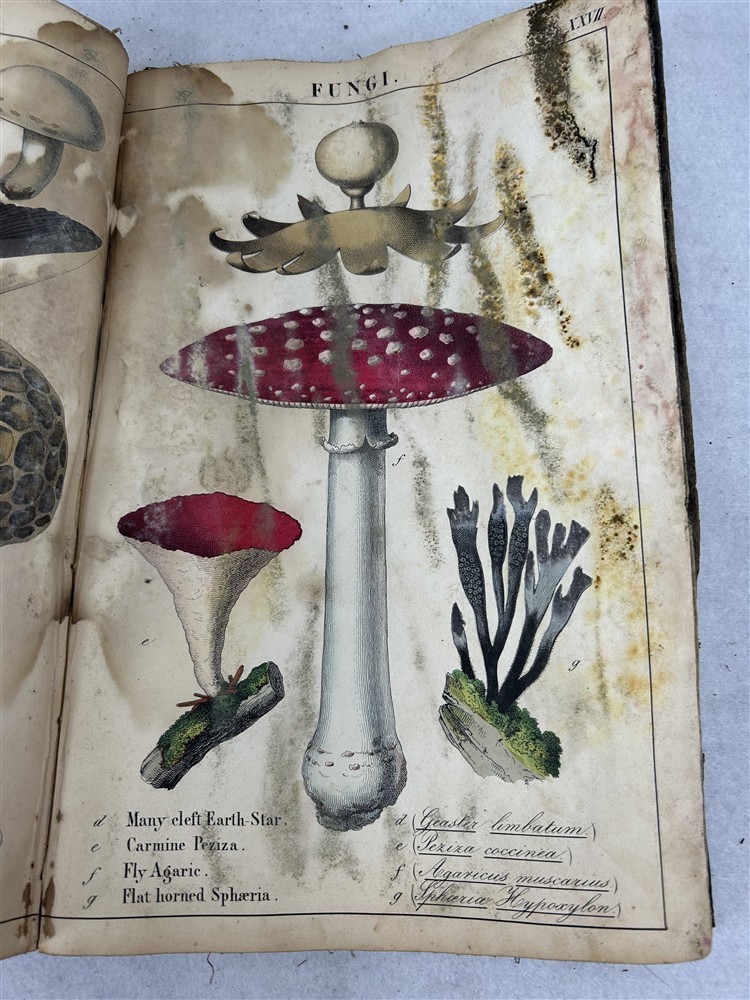 antique Instruction Picture Book illustrations from vegetable world 1857 rough