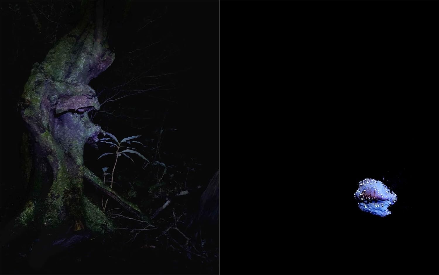 JINEN – Photographer Yu Yamauchi Art Book – 9 Years in Yakushima’s Forests