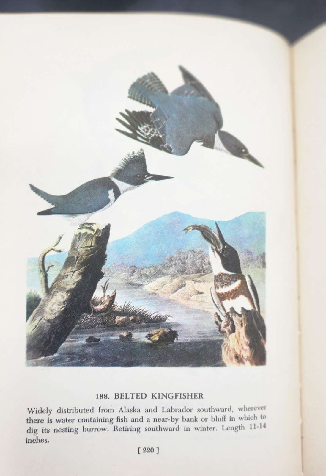 Audubon’s Birds of America 1950 2nd Printing The Macmillan Company