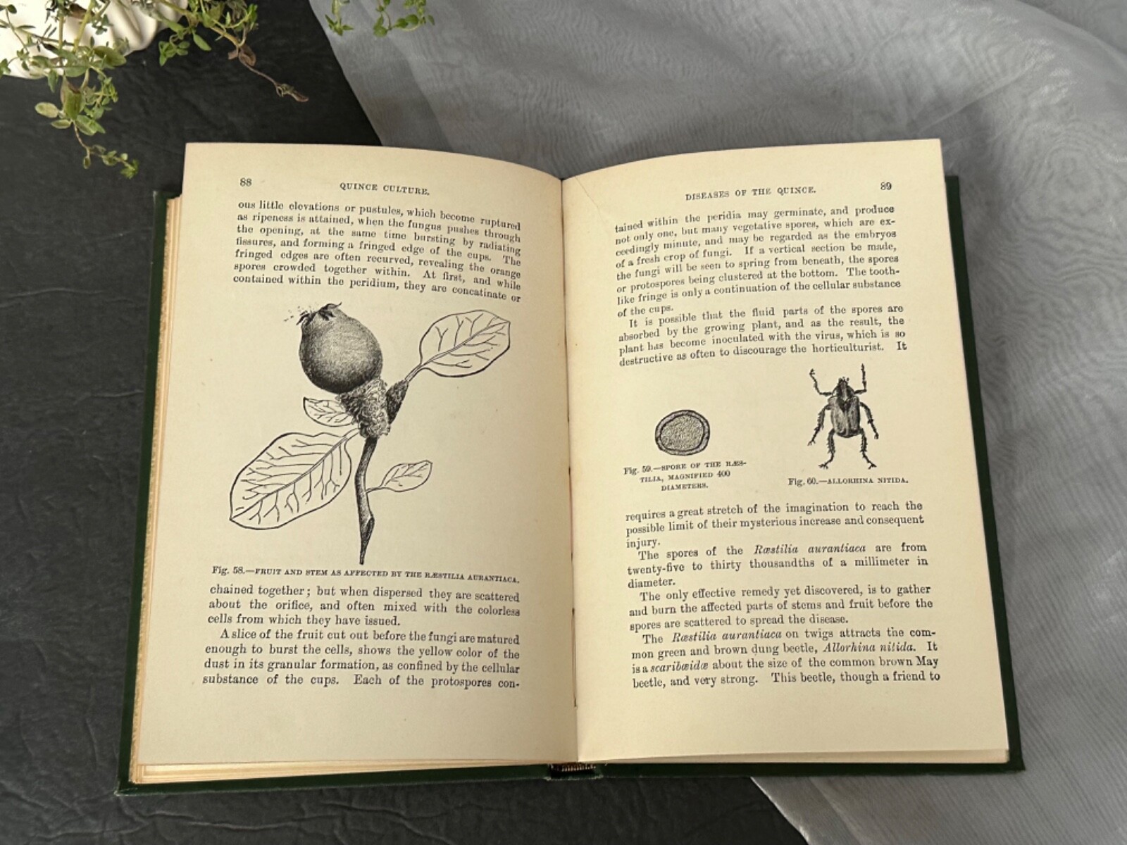 Quince Culture Meech Antique Agriculture Book Vintage Farming