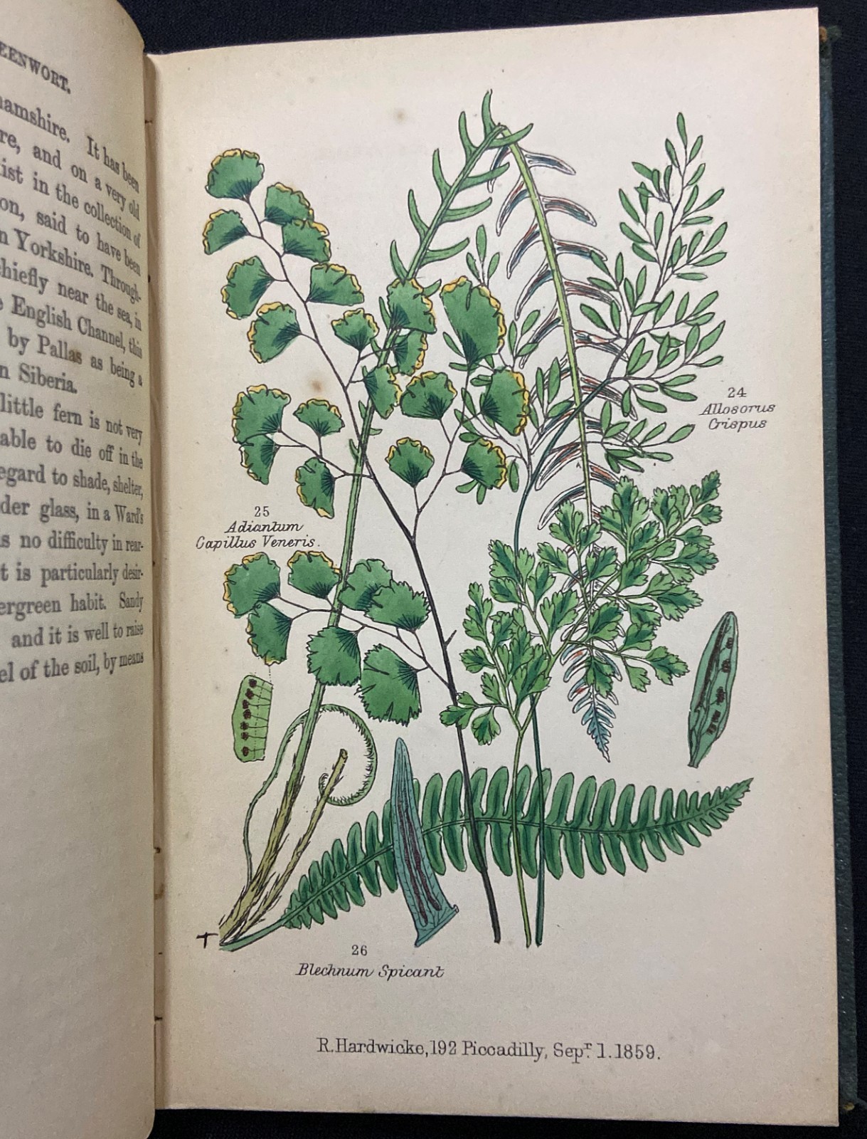 BRITISH FERNS Botany HAND COLORED PLATES Natural History LANKESTER Antique c1860