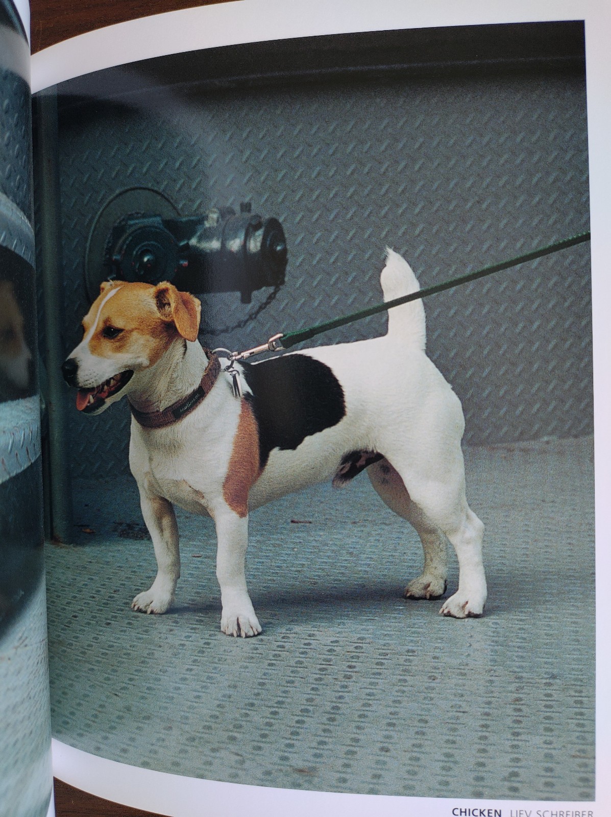 CELEBRITY DOGS – Hardcover – PHOTOGRAPHS BY KAMIL SALAH – 92 PAGES – LIKE NEW!!!