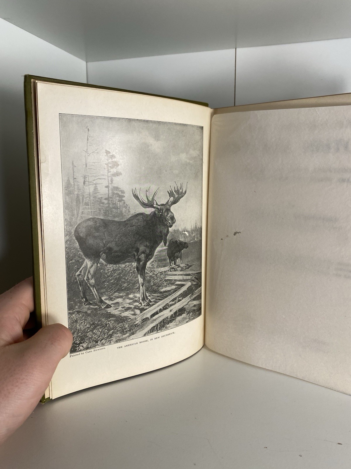 Antique Illustrated The American Natural History WT Hornaday 1912 Hardcover