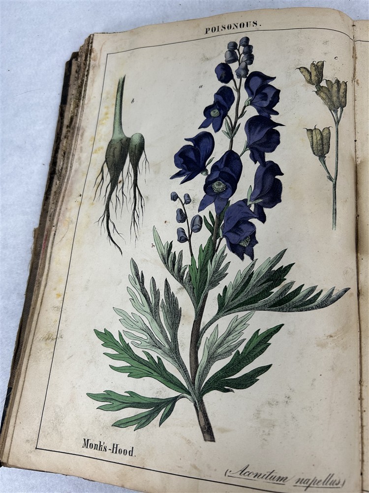 antique Instruction Picture Book illustrations from vegetable world 1857 rough