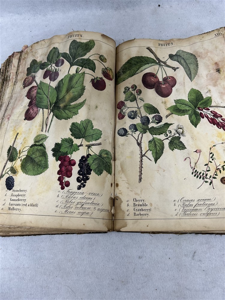 antique Instruction Picture Book illustrations from vegetable world 1857 rough