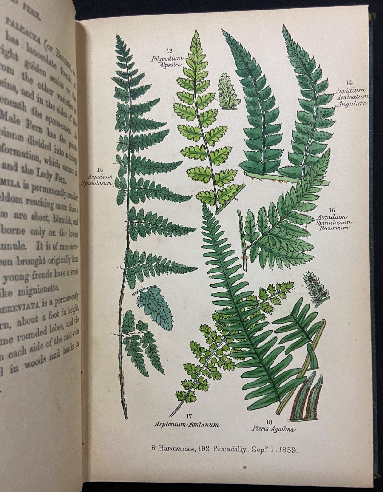 BRITISH FERNS Botany HAND COLORED PLATES Natural History LANKESTER Antique c1860