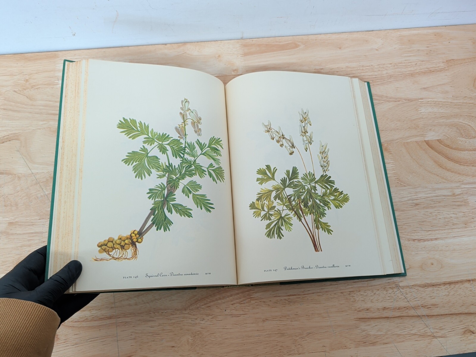 Wild Flowers of America Mary Vaux Walcott 1965 5th Printing