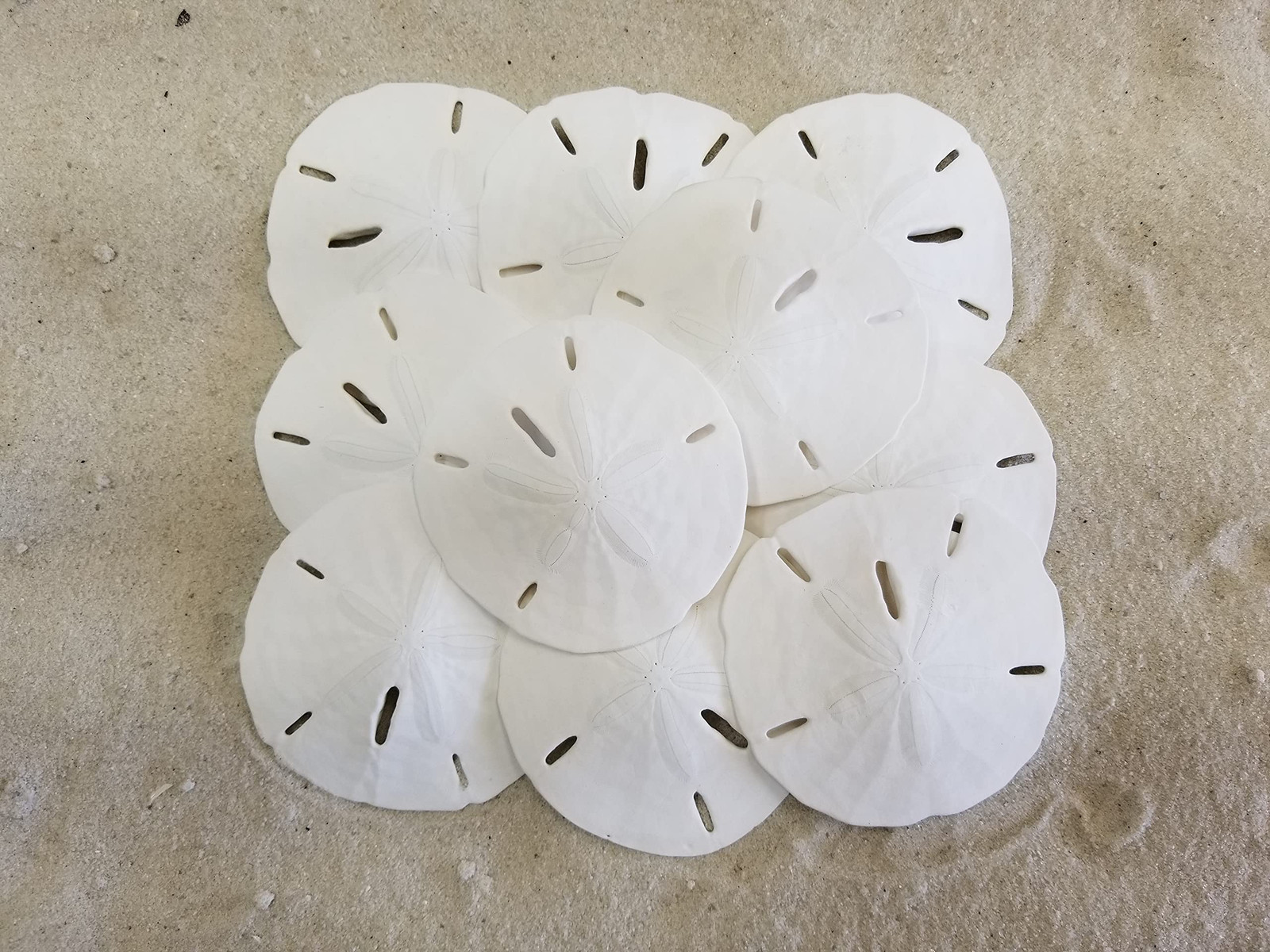 White Sand Dollars 3″-3.5″ – 10pcs – Wedding Seashell Craft Sandollars- Hand …