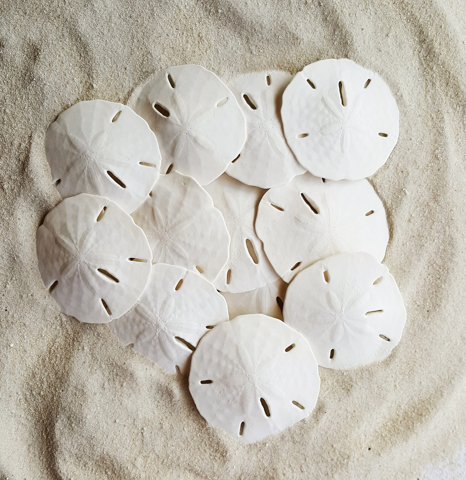 White Sand Dollars 3″-3.5″ – 10pcs – Wedding Seashell Craft Sandollars- Hand …