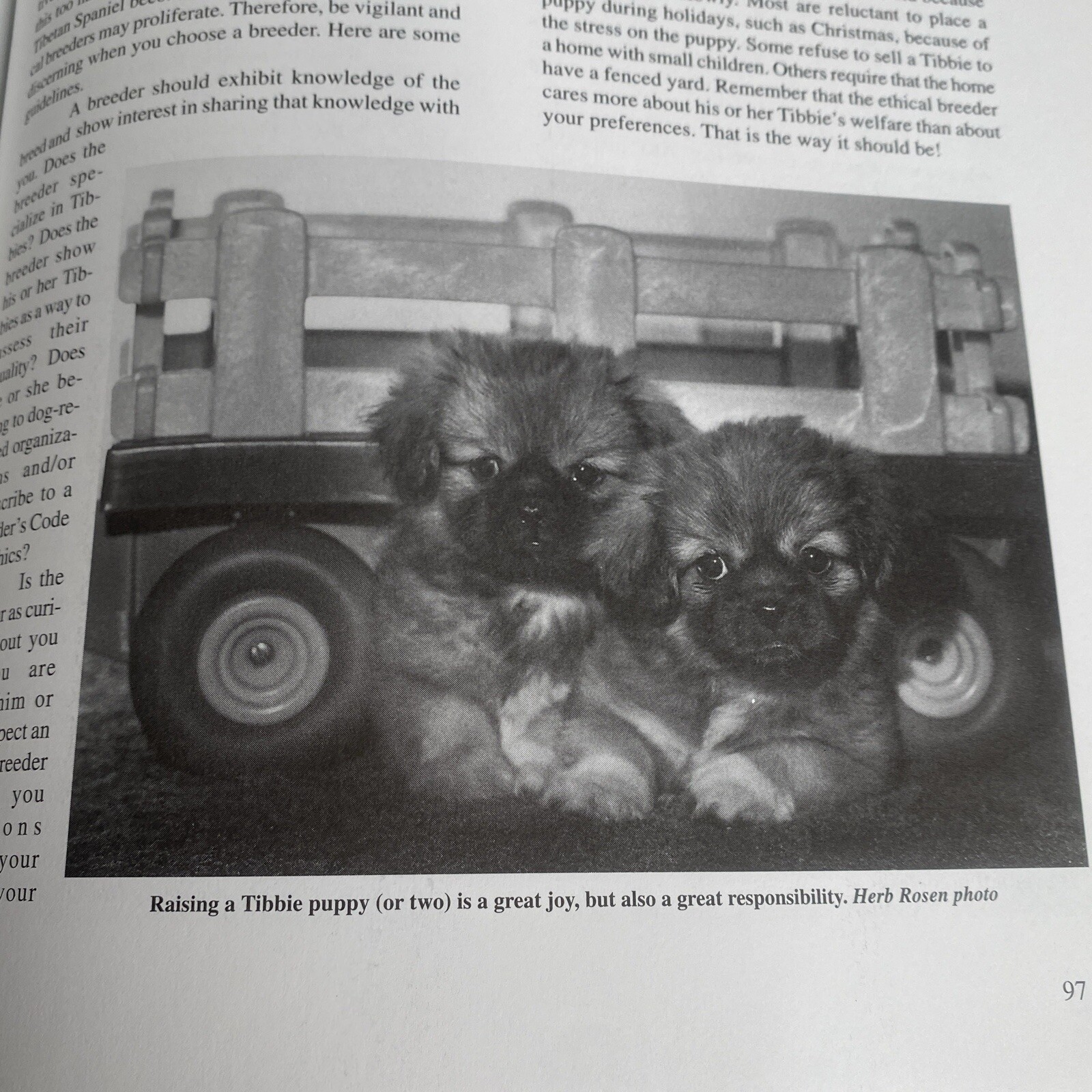 The Tibetan Spaniel: A Gift From The Roof Of The World Susan Miccio 254 pages