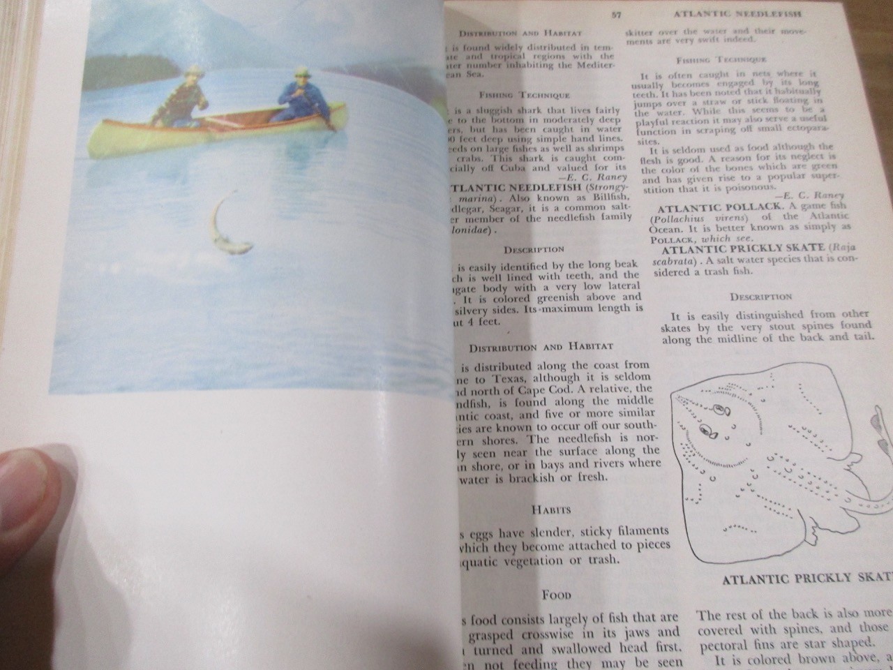 1952 Wise Fishermen’s Encyclopedia Edited by McClane 1376 Pages (r)