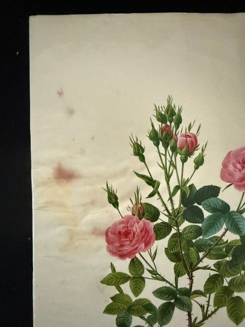 Pierre J Redoute / The Most Beautiful Flowers 1st Edition 1989