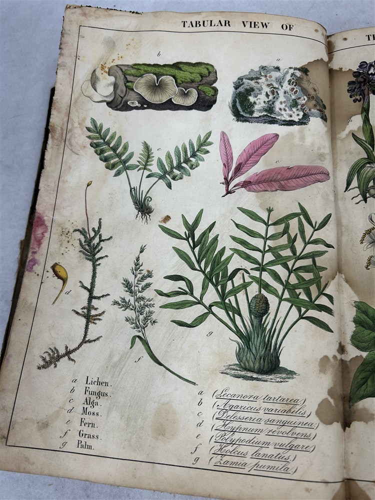 antique Instruction Picture Book illustrations from vegetable world 1857 rough