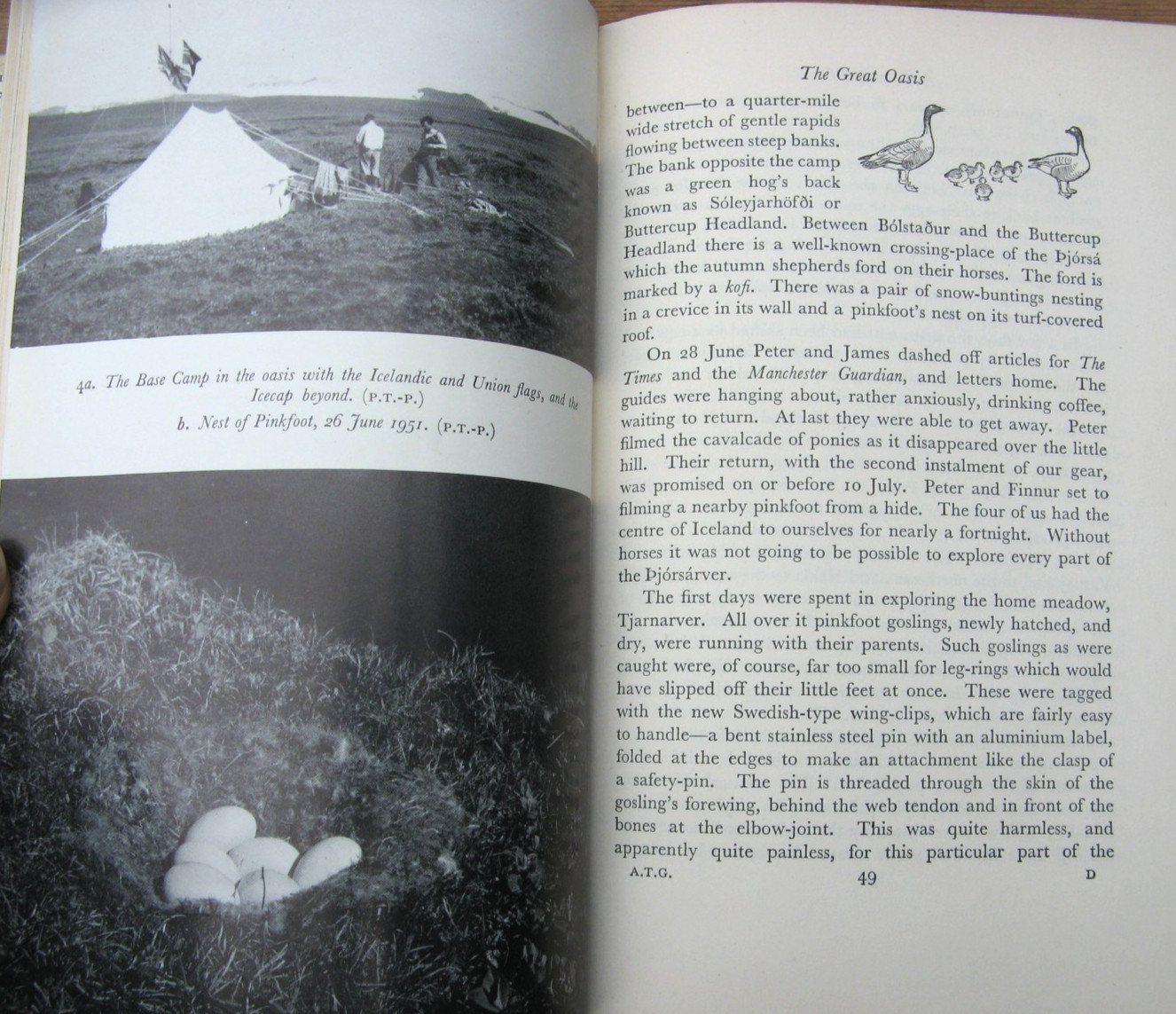 1953 A Thousand Geese- Peter Scott James Fisher 1st Edition