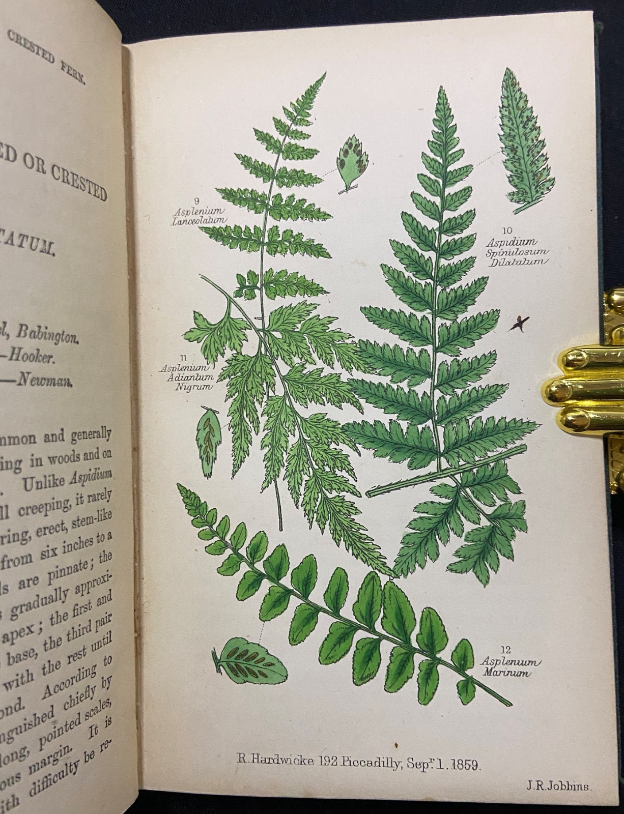 BRITISH FERNS Botany HAND COLORED PLATES Natural History LANKESTER Antique c1860