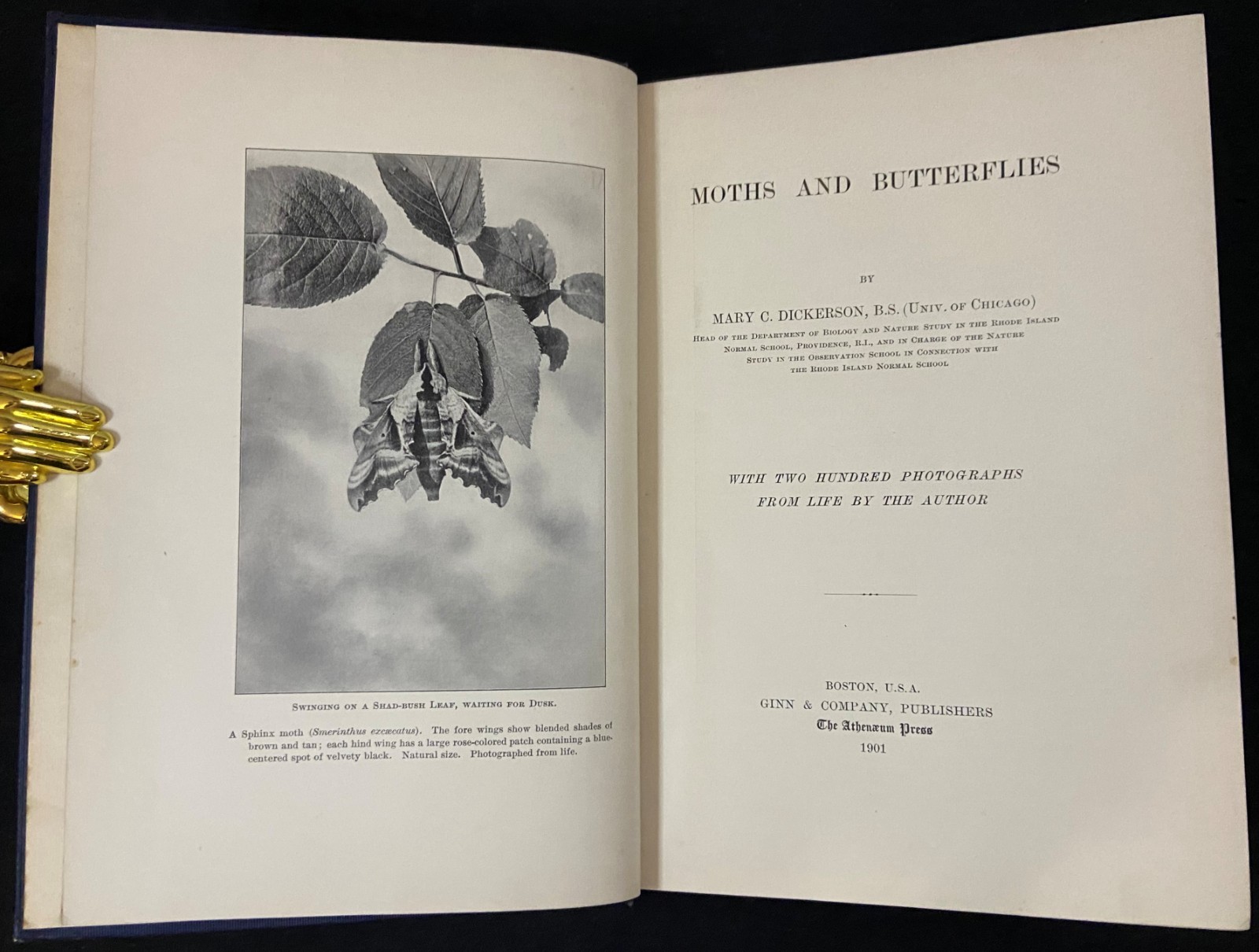 1901 MOTHS AND BUTTERFLIES Entomology DICKERSON Antique Natural History Book