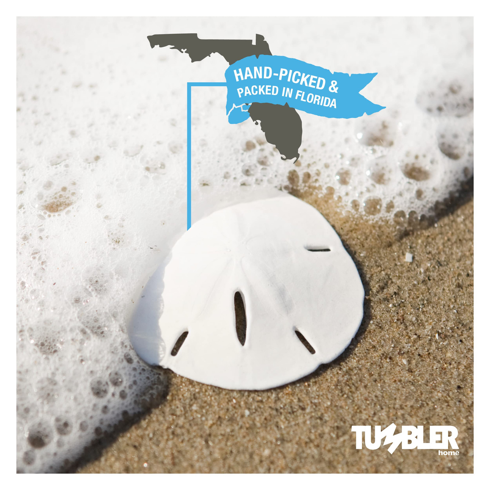 White Sand Dollars 3″-3.5″ – 10pcs – Wedding Seashell Craft Sandollars- Hand …