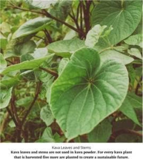 Kava Kava Root 4oz Loose Powder Fiji Piper methysticum Kosher Certified