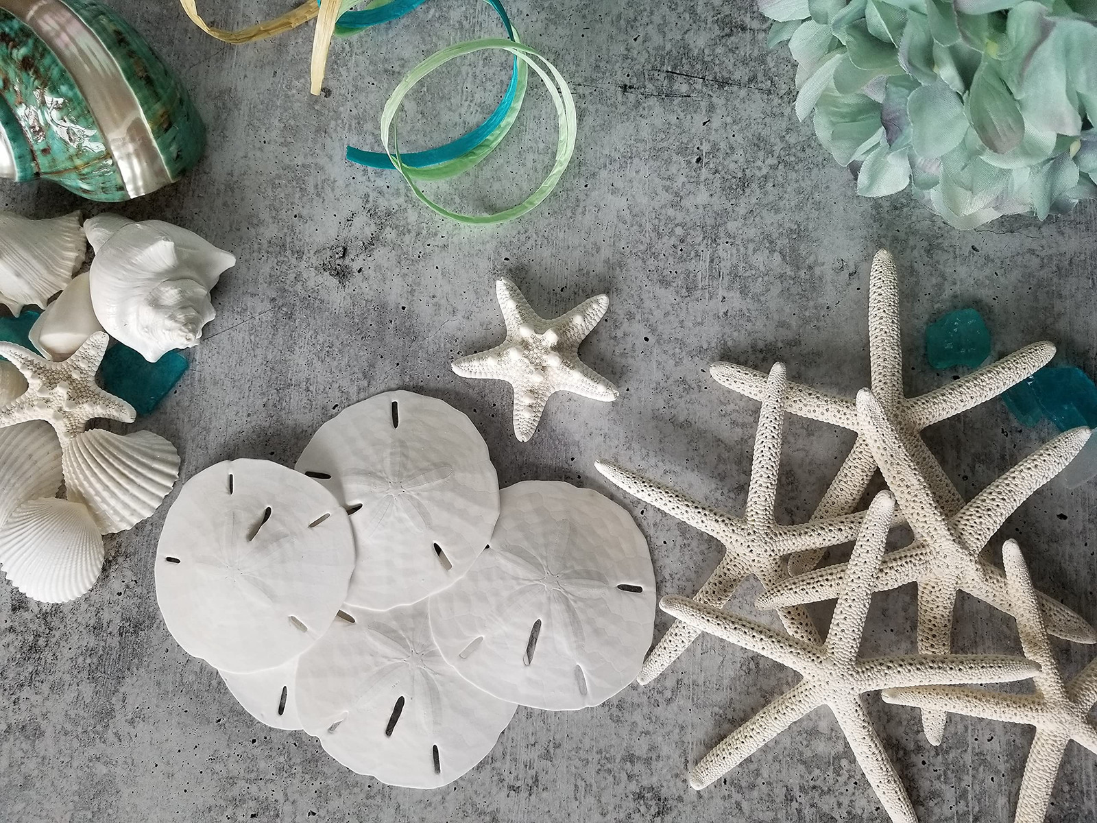 White Sand Dollars 3″-3.5″ – 10pcs – Wedding Seashell Craft Sandollars- Hand …