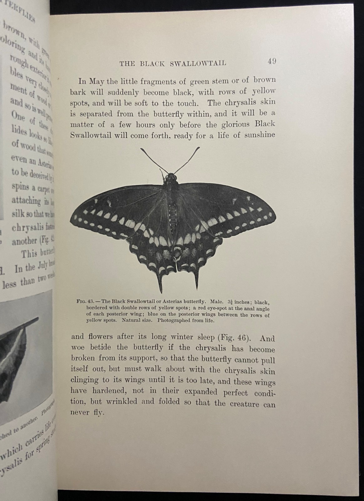 1901 MOTHS AND BUTTERFLIES Entomology DICKERSON Antique Natural History Book