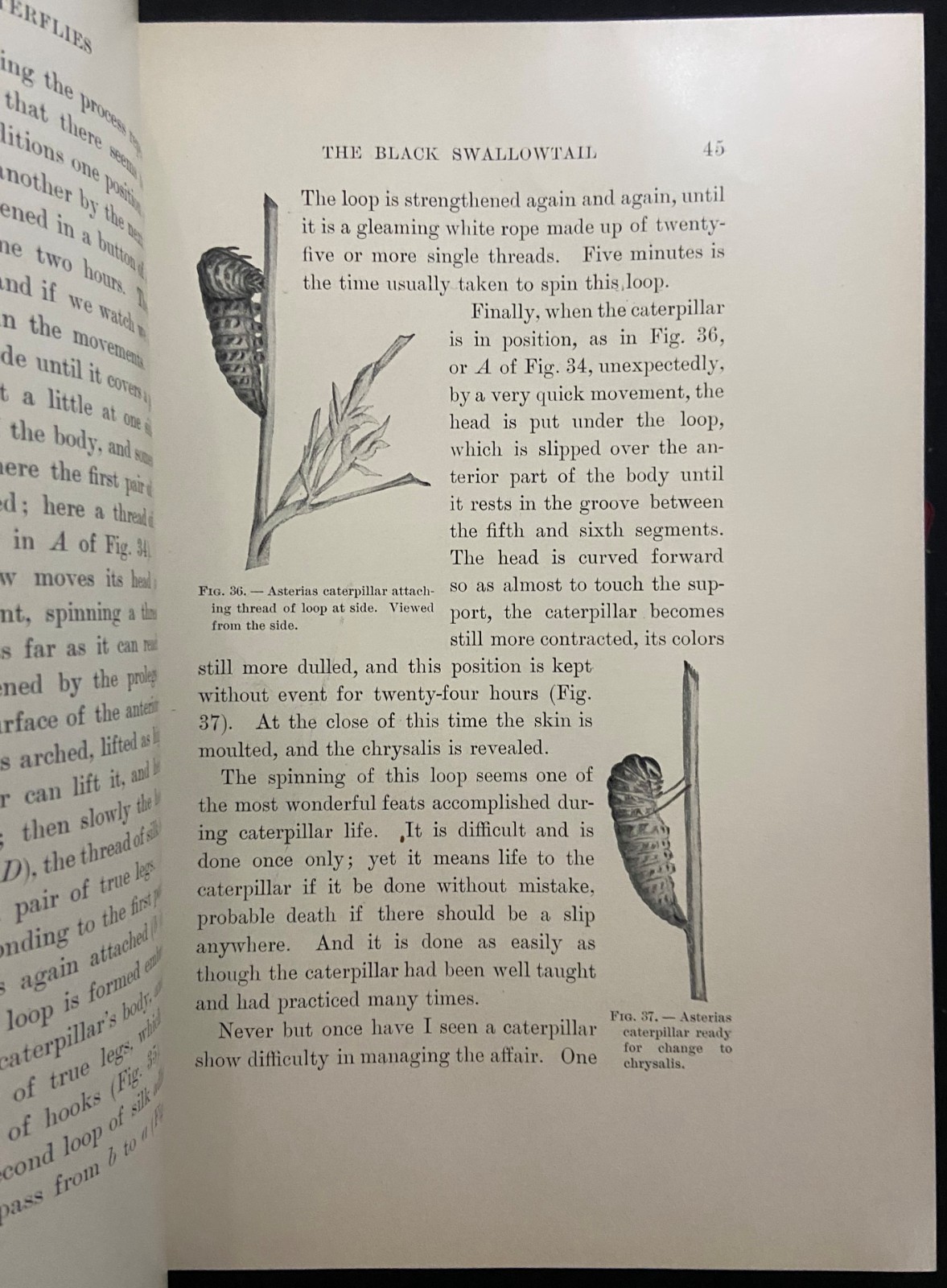 1901 MOTHS AND BUTTERFLIES Entomology DICKERSON Antique Natural History Book
