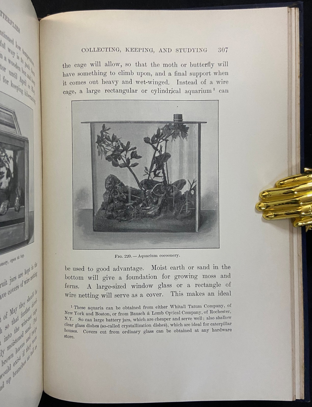 1901 MOTHS AND BUTTERFLIES Entomology DICKERSON Antique Natural History Book