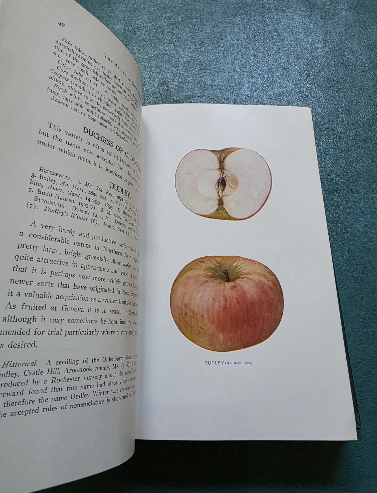THE APPLES OF NEW YORK Vol 2 S. A. Beach 1905 1st Edition ILLUSTRATED Hardcover
