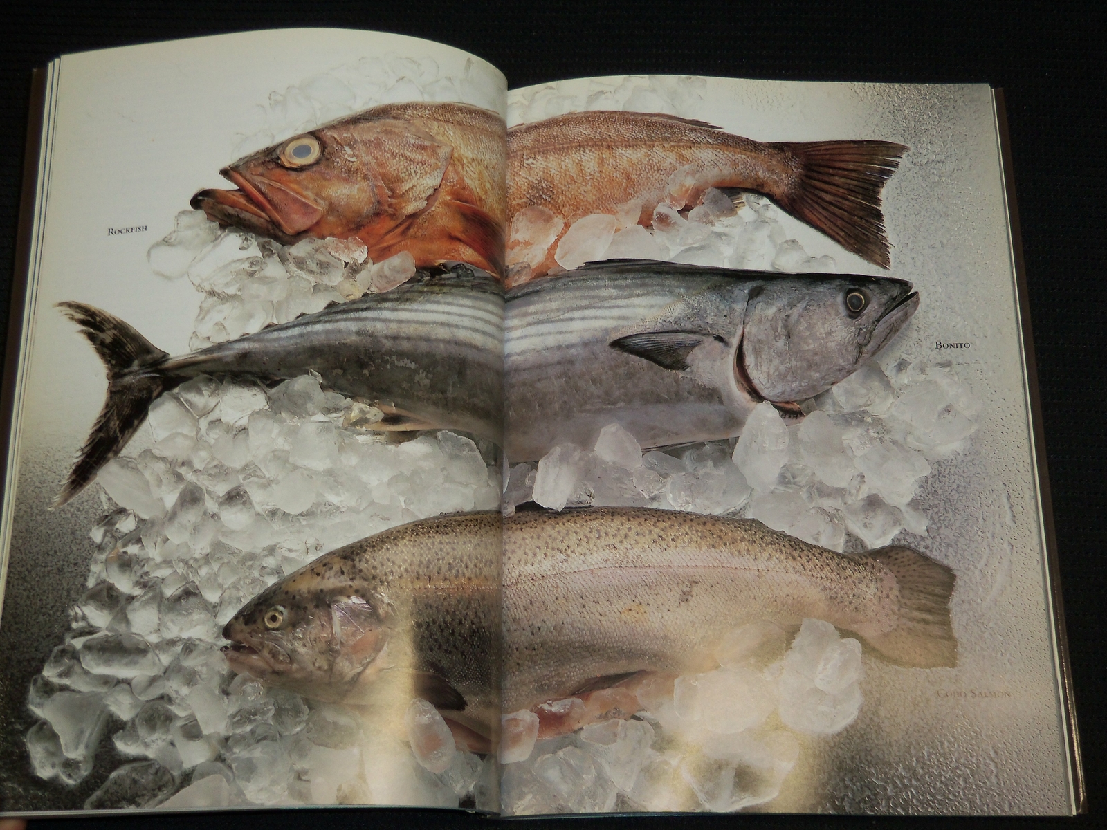 1985 THE FISH BOOK BY KELLY MCCINE – SOFTCOVER – NICE PHOTOS – R 719G