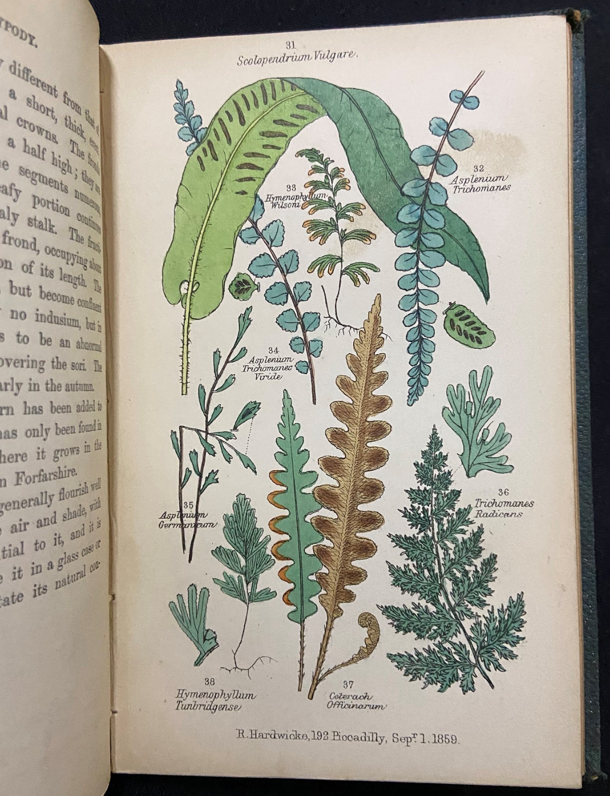 BRITISH FERNS Botany HAND COLORED PLATES Natural History LANKESTER Antique c1860