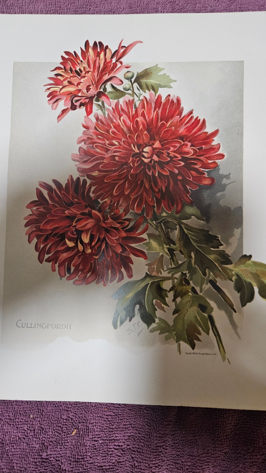 ‡ 🌷 Golden Flower Chrysanthemum • 1890 Rare Lithographs and Verses by Matthews