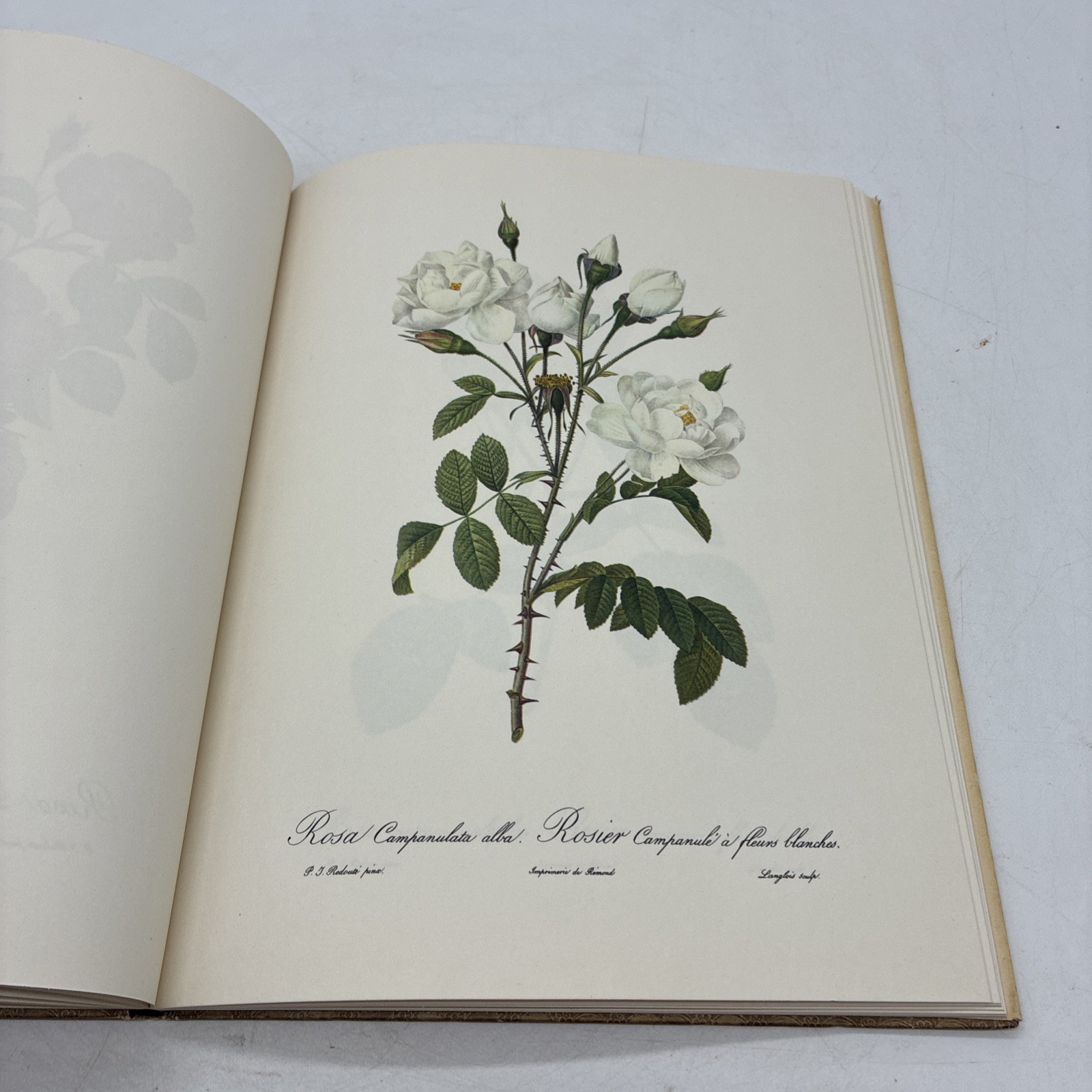 Roses by Pierre Joseph Redoute Golden Ariels First Published 1963 Dust Jacket