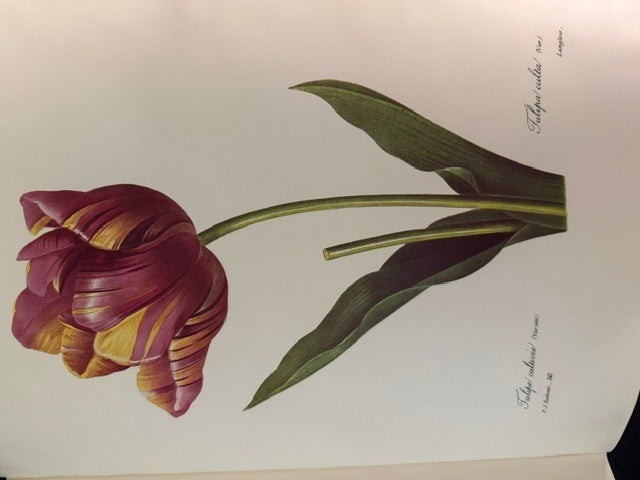 Pierre J Redoute / The Most Beautiful Flowers 1st Edition 1989