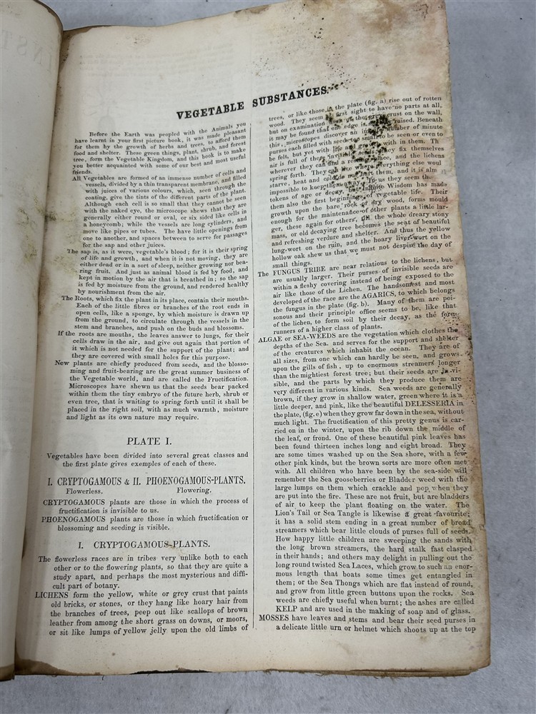 antique Instruction Picture Book illustrations from vegetable world 1857 rough