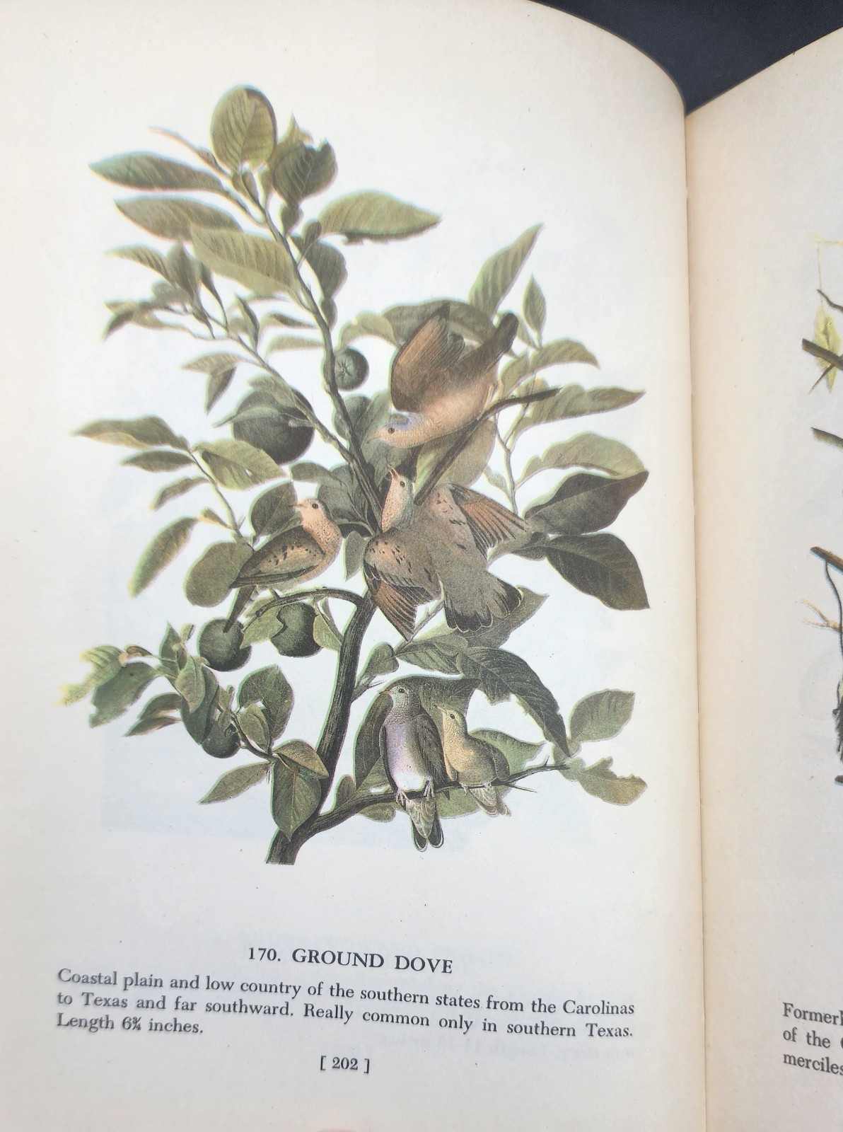 Audubon’s Birds of America 1950 2nd Printing The Macmillan Company