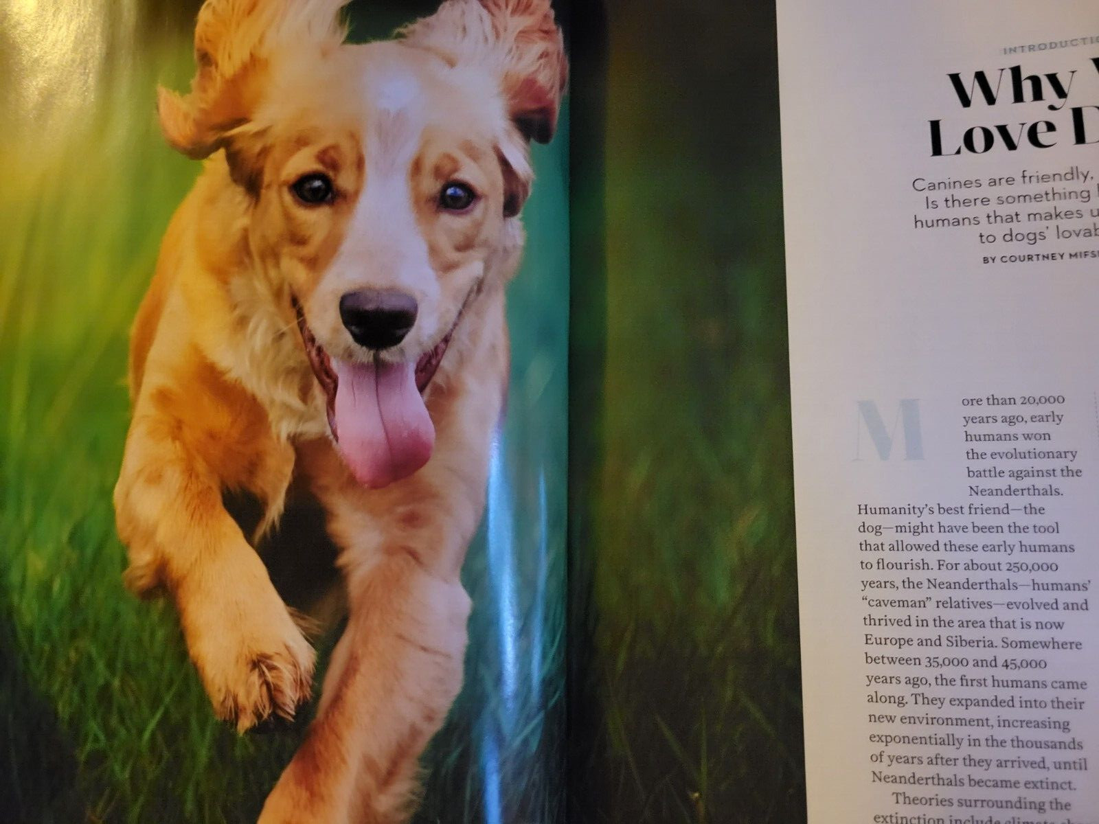 WHY WE LOVE DOGS – Paw Print Special Edition – Help Us Heal – Pet Like a Pro