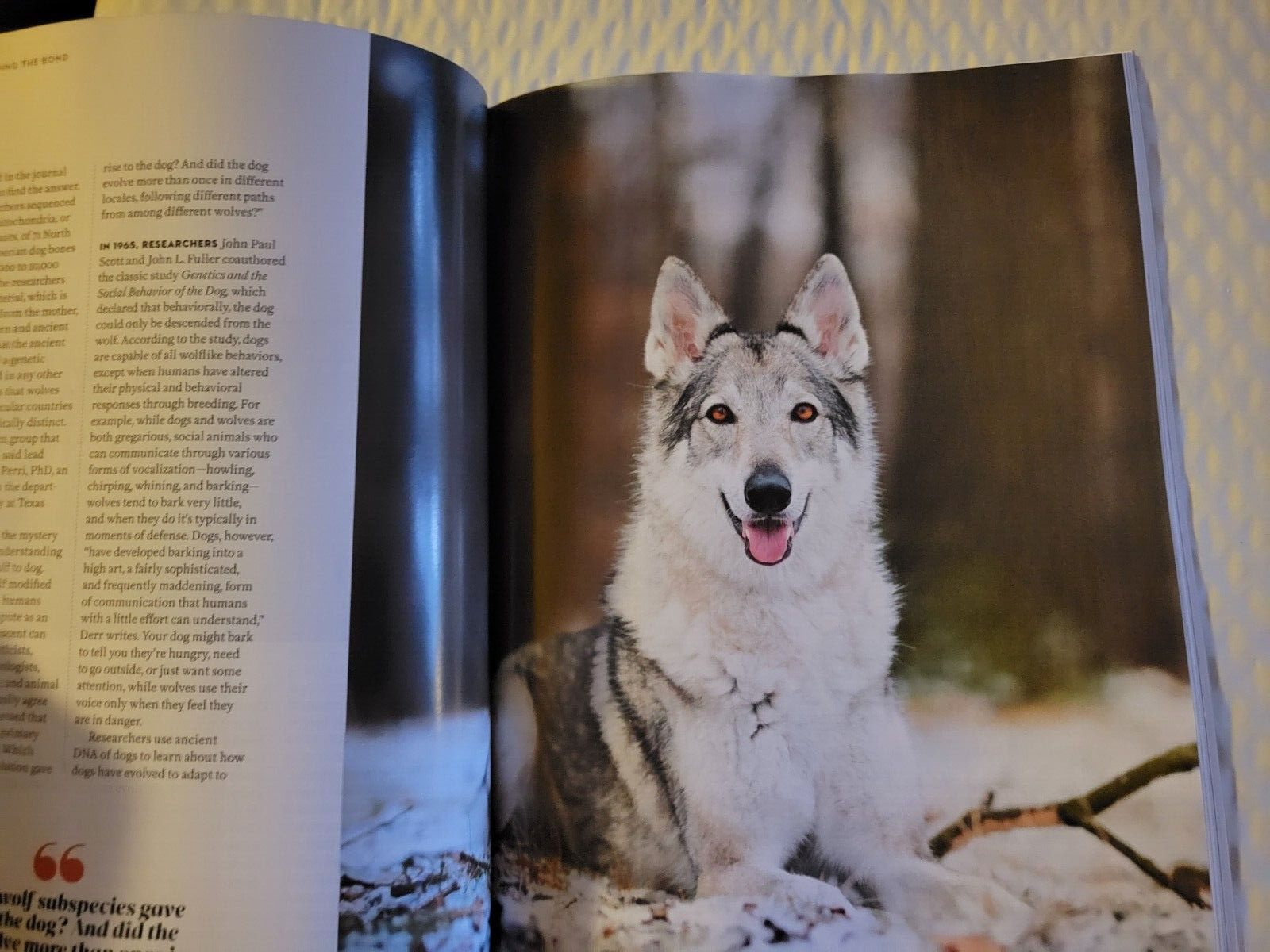 WHY WE LOVE DOGS – Paw Print Special Edition – Help Us Heal – Pet Like a Pro