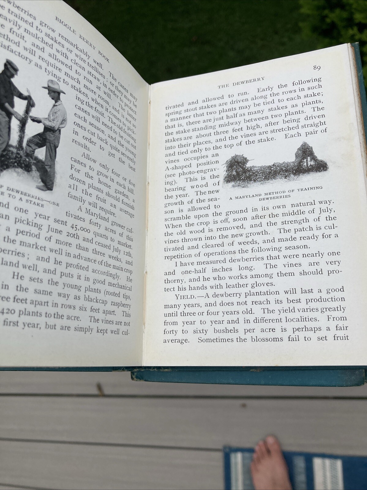 VTG Lot of 4 Biggle Farm Books Horse 1906 +Berry 1911 + Orchard 1908 & Garden
