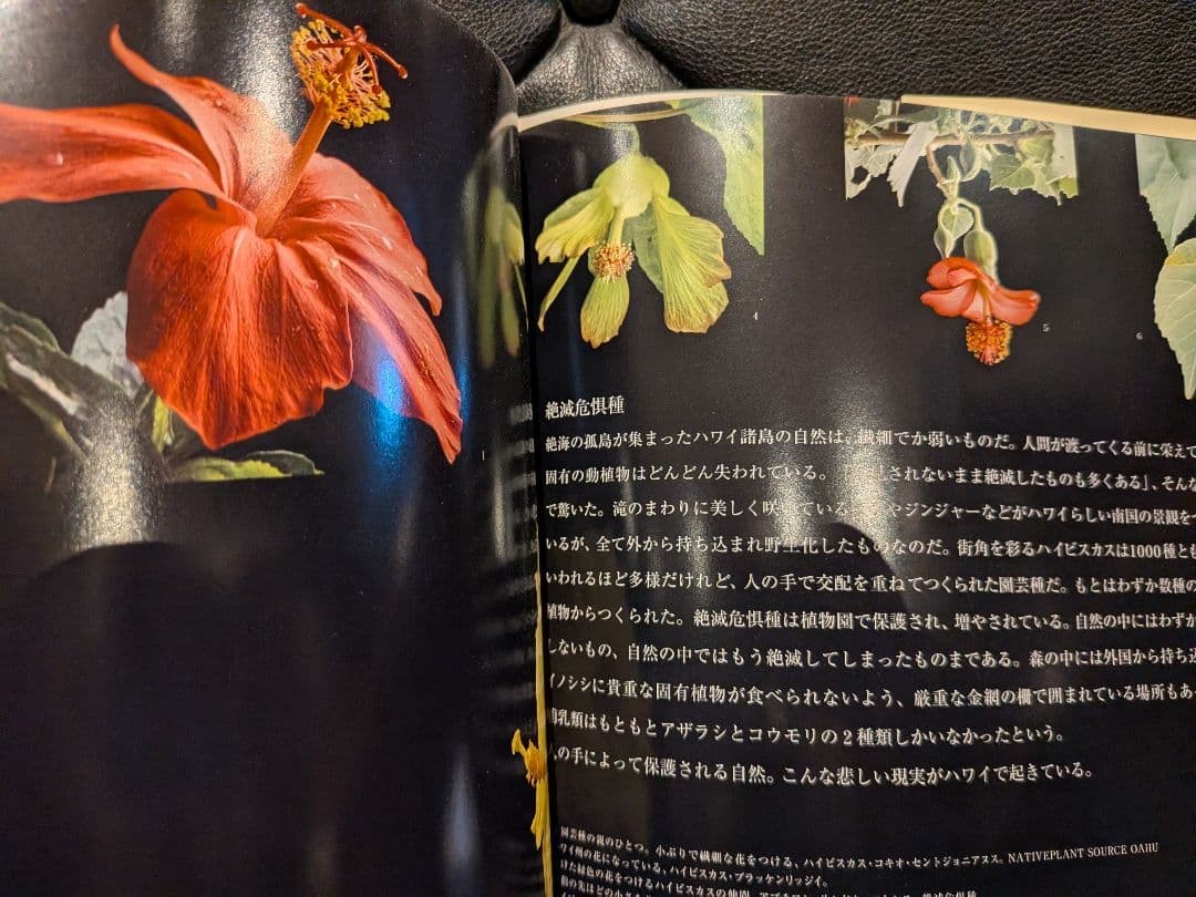 Hawaiian Spirits Kazuyoshi Miyoshi Signed Art Book 6.3×8.3in