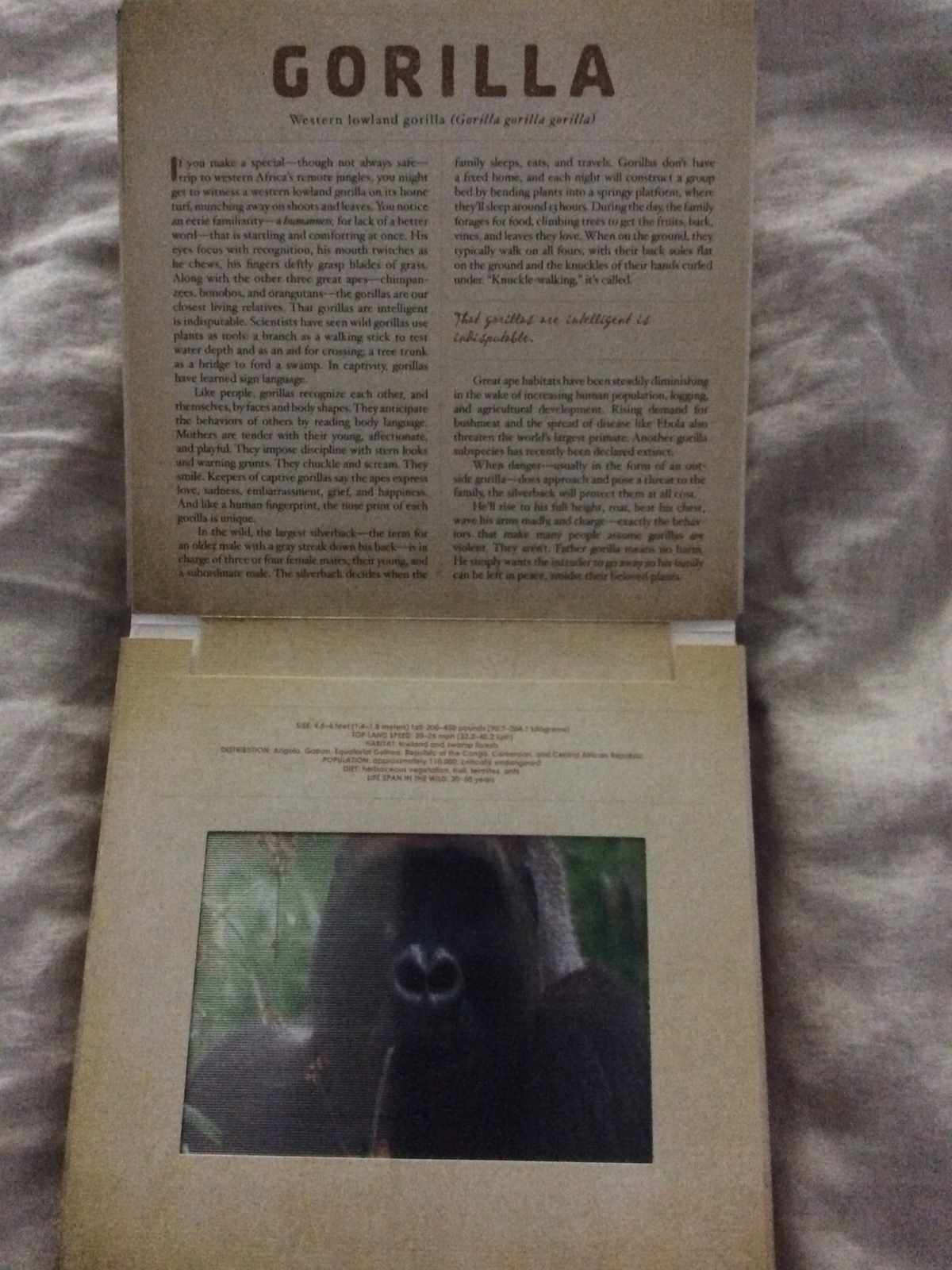 Photicular Ser.: Safari : A Photicular Book by Carol Kaufmann and Dan Kainen…