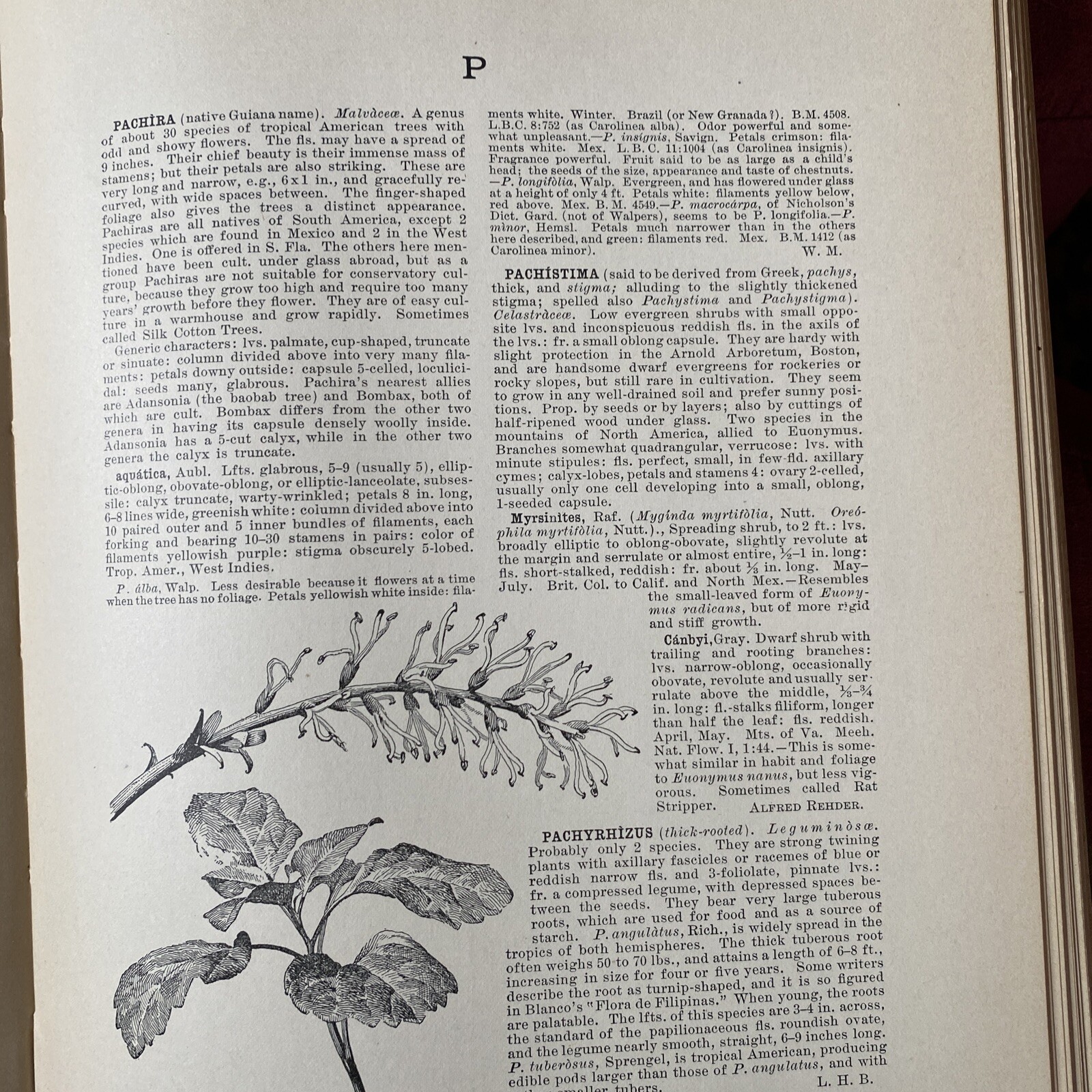 1904 Cyclopedia Of American Horticultural 700 Original Engravings Volume 3 N-Q