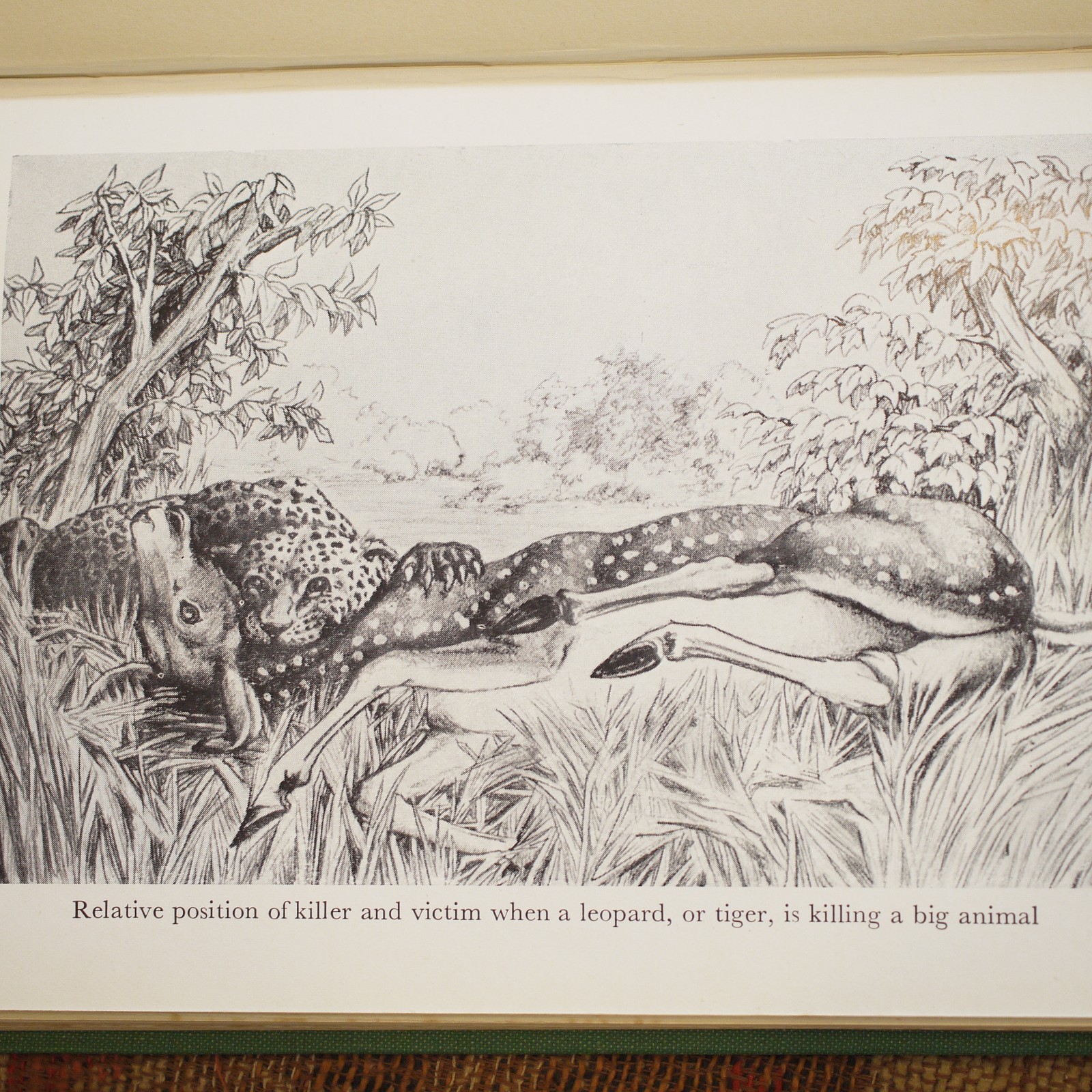 ** Lovely Copy ** Jim Corbett Jungle Lore 5th Impression in D/J 1956