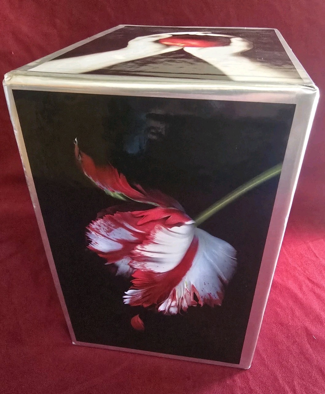 The Twilight Saga Ser.: The Twilight Saga Complete Collection by Stephenie Meyer