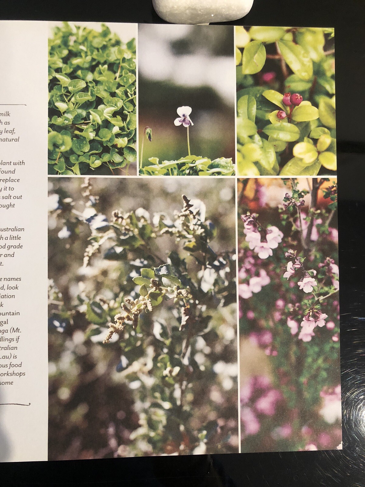 🇦🇺Signed Copy Seasonal Regional Made In Victoria Sarah Robins 2012 First Ed.
