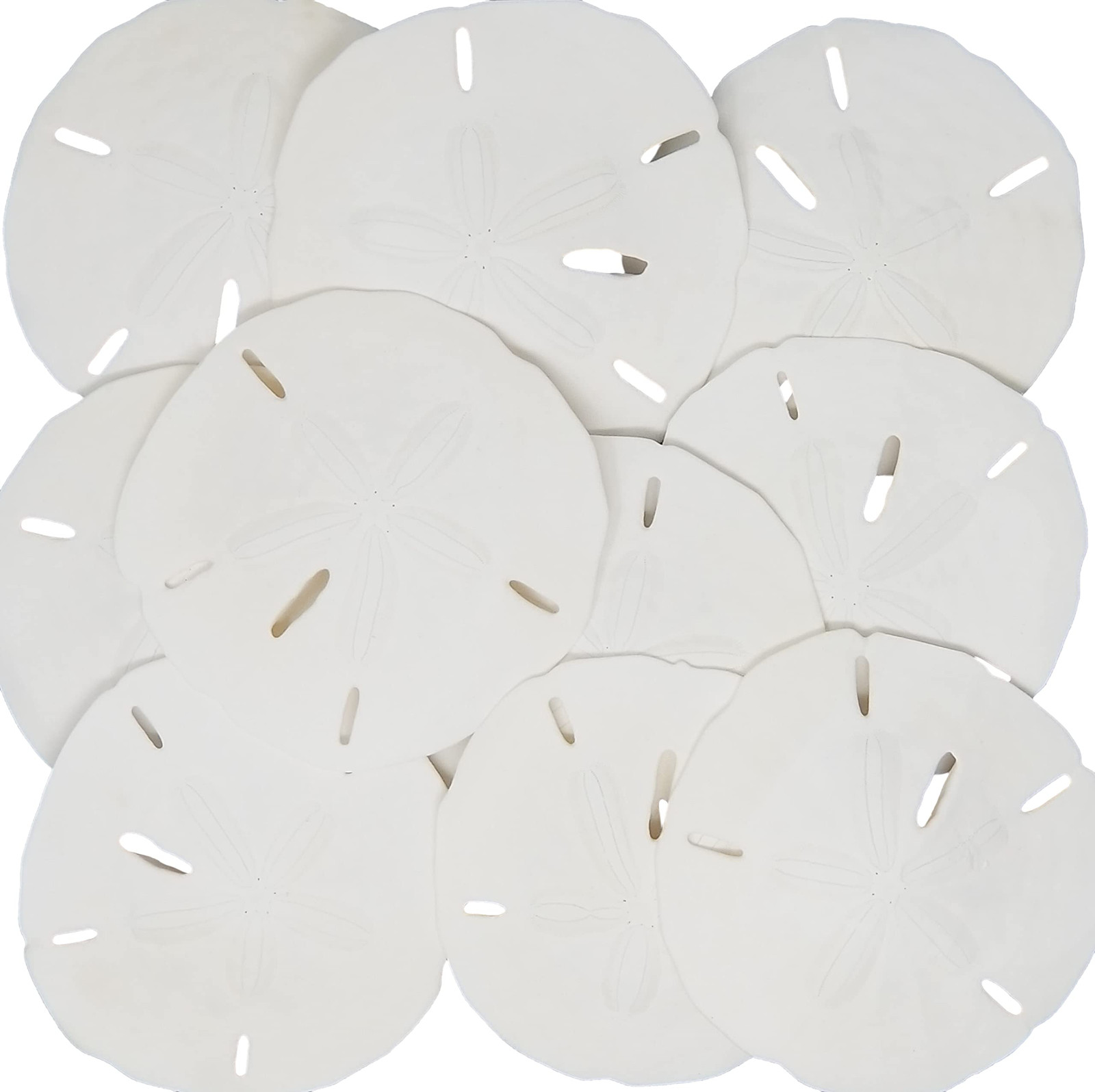 White Sand Dollars 3″-3.5″ – 10pcs – Wedding Seashell Craft Sandollars- Hand …