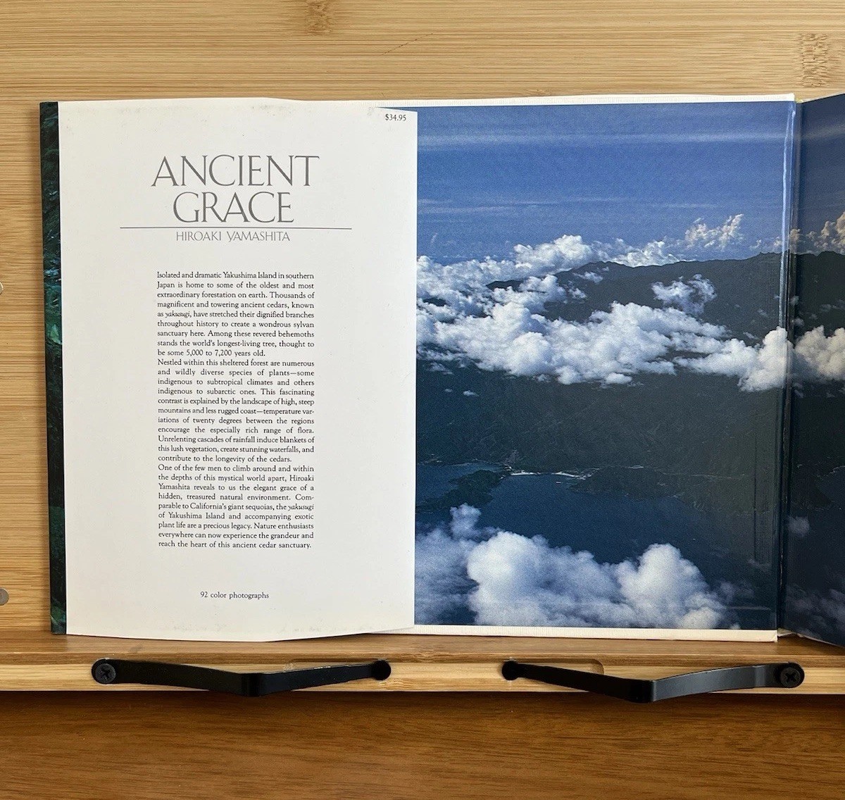 Ancient Grace: Inside the Cedar Sanctuary of Yakushima Island