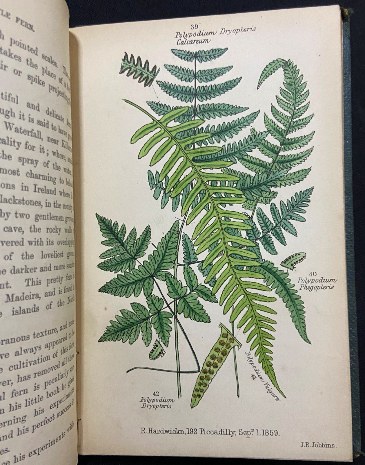BRITISH FERNS Botany HAND COLORED PLATES Natural History LANKESTER Antique c1860