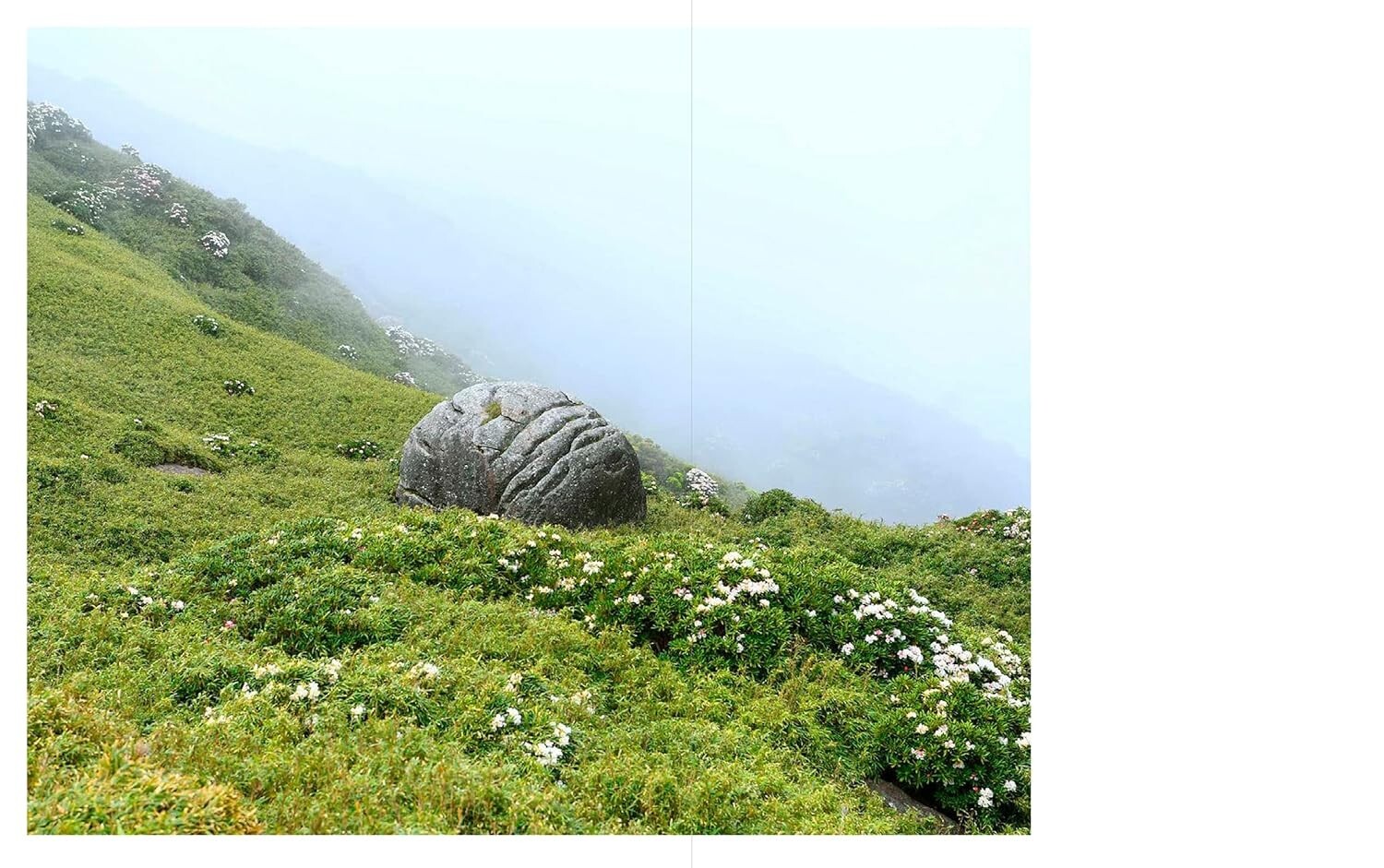 JINEN – Photographer Yu Yamauchi Art Book – 9 Years in Yakushima’s Forests