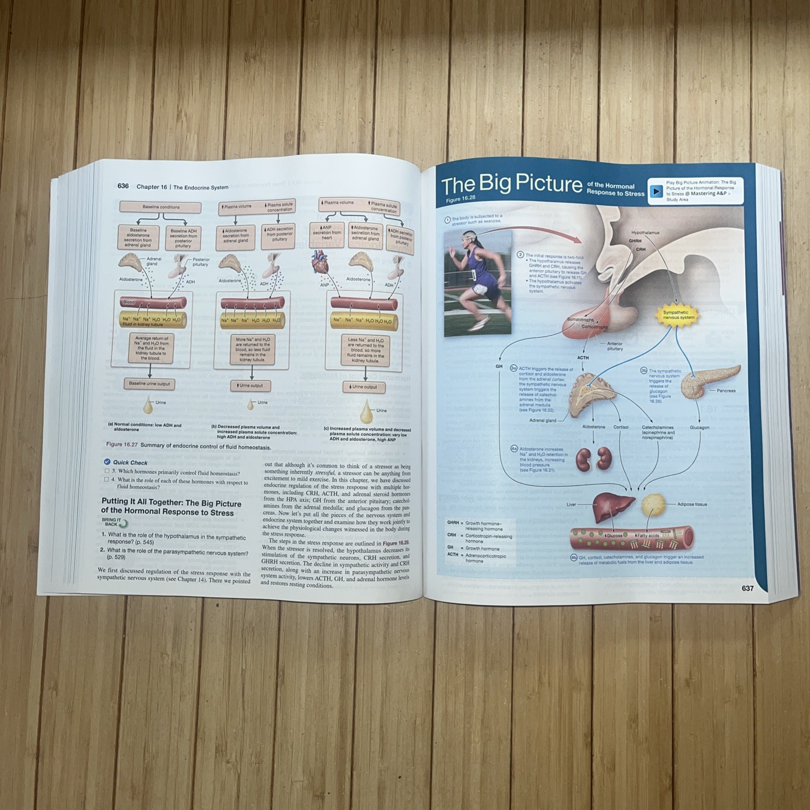 Human Anatomy & Physiology – Bound LooseLeaf- Third Ed. Pearson