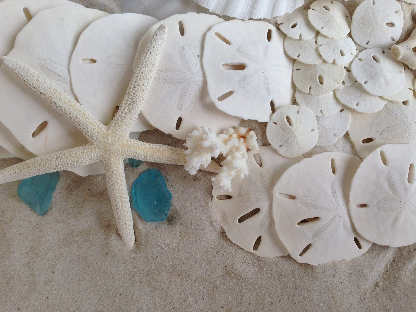 White Sand Dollars 3″-3.5″ – 10pcs – Wedding Seashell Craft Sandollars- Hand …